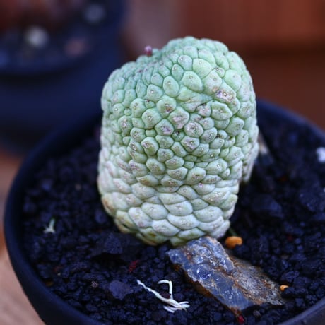 ラリレアキア カクティフォルメ  仏頭玉／Larryleachia cactiformis　no.112802