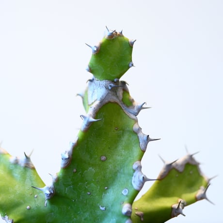 ユーフォルビア トルティリス / Euphorbia tortilis  no.51422