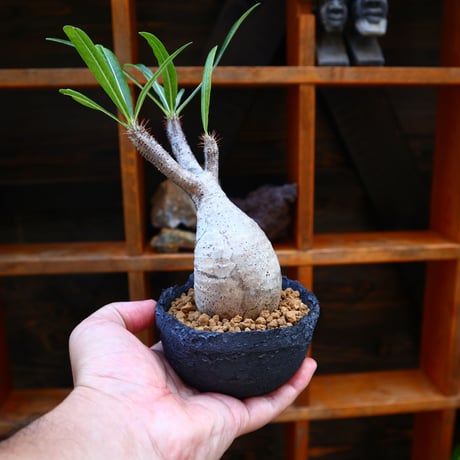 パキポディウム  グラキリス／Pachypodium  gracilius       no.60561