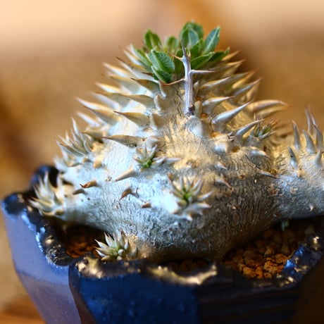 パキポディウム  恵比寿大黒 / Pachypodium  Densicaule    no.50744