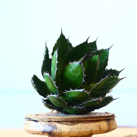 Agave horrida / Style of Chika   no.1015/49