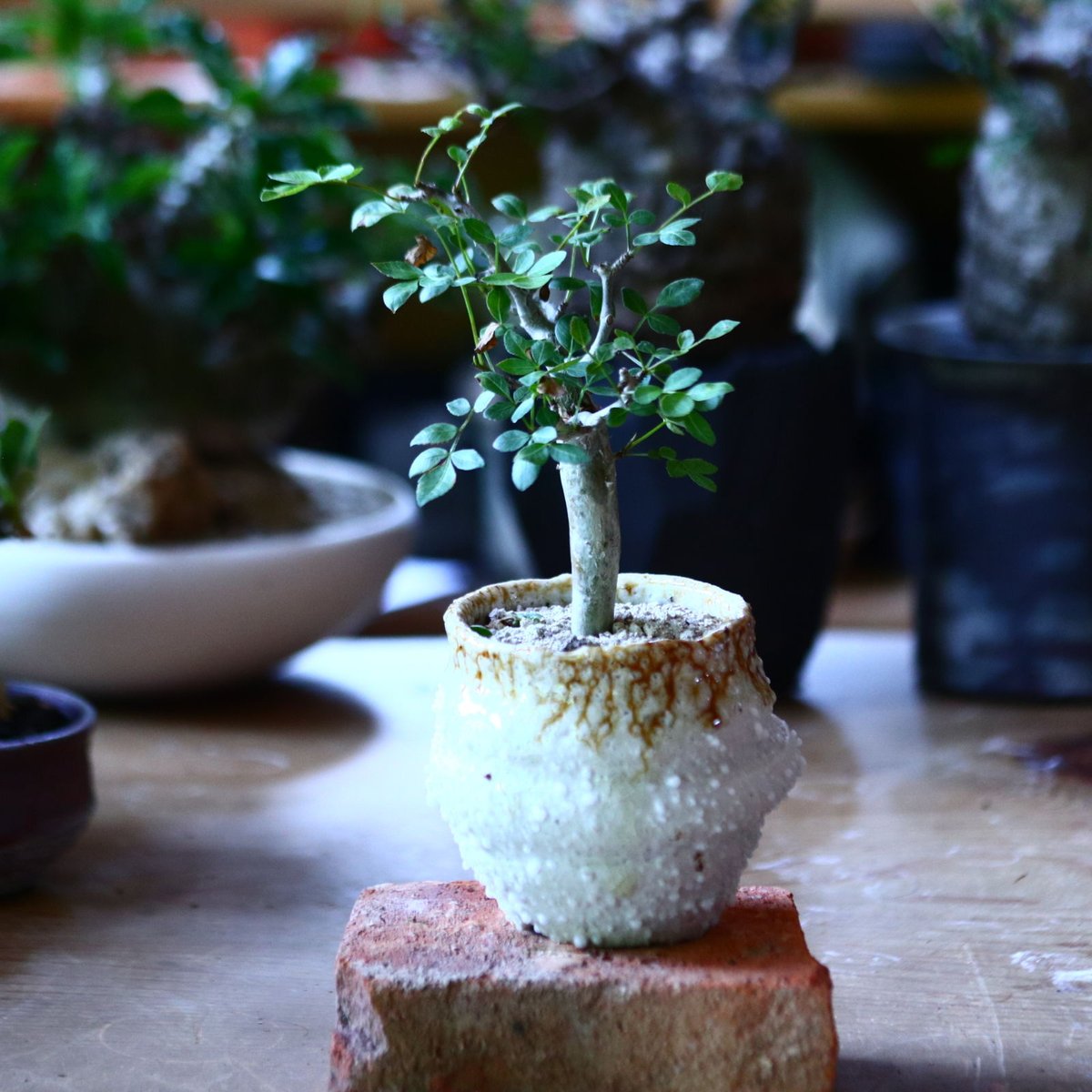 ブルセラ ファガロイデス Bursera fagaroides no.81644 | 芽の巣山