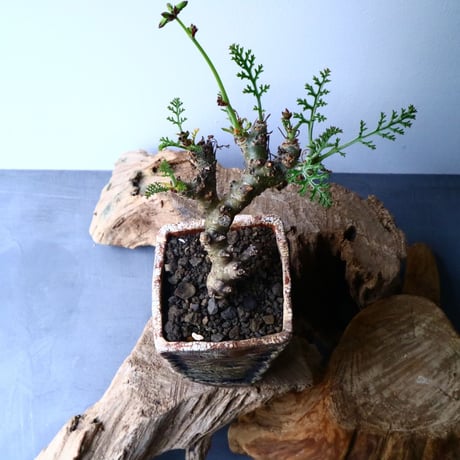 ペラルゴニウム   カルノーサム   Pelargonium carnosum  No.012