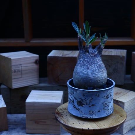 パキポディウム  グラキリス／Pachypodium  gracilius       no.62045
