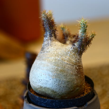'ハルコイ´セット (N/OH × Pachypodium gracilius)  no.30310