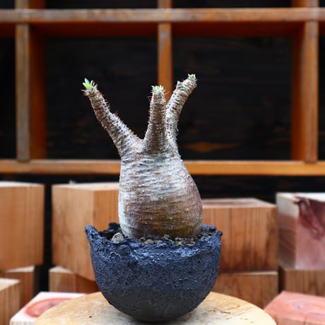 パキポディウム  グラキリス／Pachypodium  gracilius   no.50157