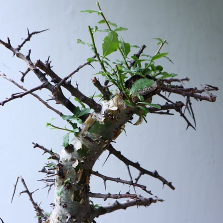 コミフォラ　エミニー　 Commiphora eminii　no.90823