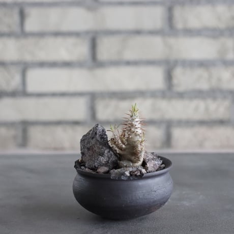 Pachypodium gracilius × N/OH (3号) no.628/77