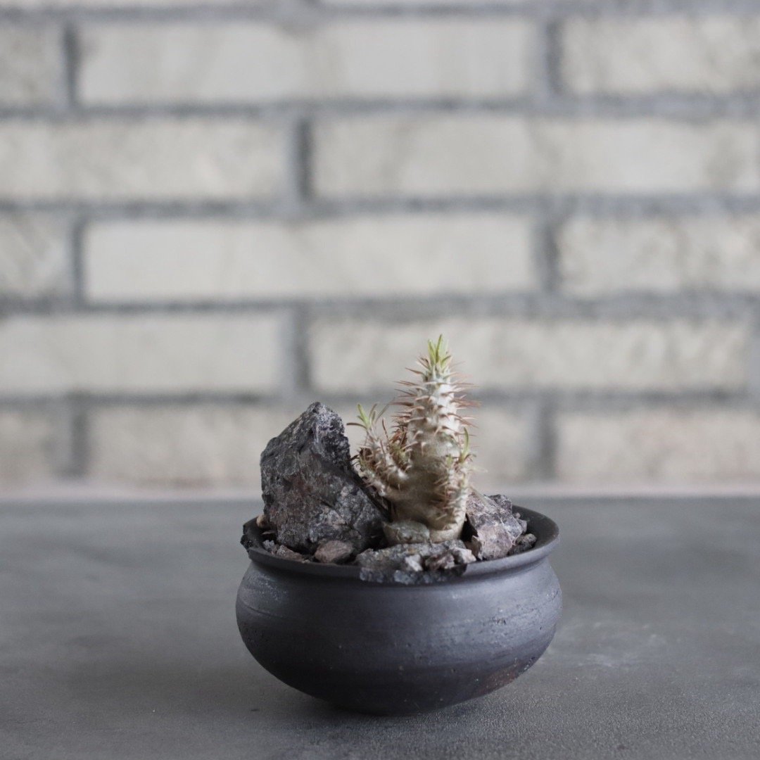 Pachypodium gracilius × N/OH (3号) no.628/77 | 芽の巣山