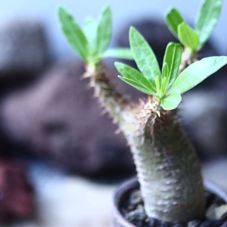 パキポディウム  マカイエンセ    Pachypodium Makayense   no.53106