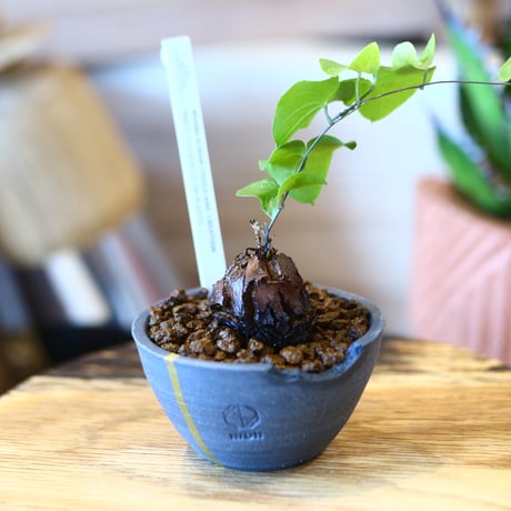 N/OH × Dioscorea elephantipe    no.111911