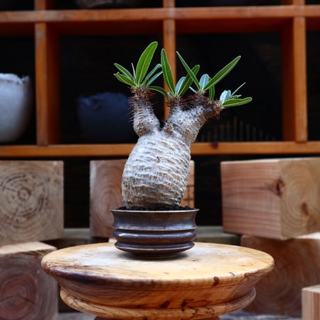 パキポディウム  グラキリス／Pachypodium  gracilius       no.62729