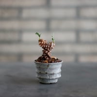 Ceraria pygmaea × 山山 特別共作鉢 (安西岳郎 × 中川智治) (3.5