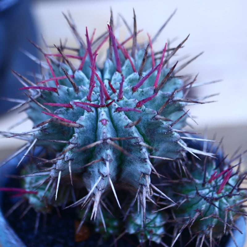 ユーフォルビア 長棘ホリダ no.32115 | 芽の巣山