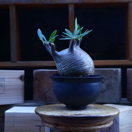 パキポディウム  グラキリス／Pachypodium  gracilius       no.62044