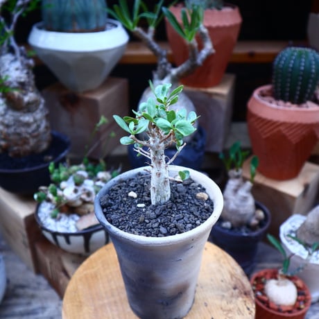 フォークイエリア  コルムナリス  (観峰玉)／Fouquieria columnari   no.71831