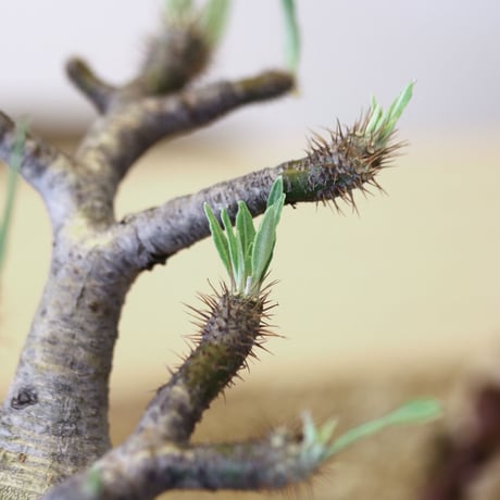 パキポディウム  グラキリス / Pachypodium  gracilius   no.52102
