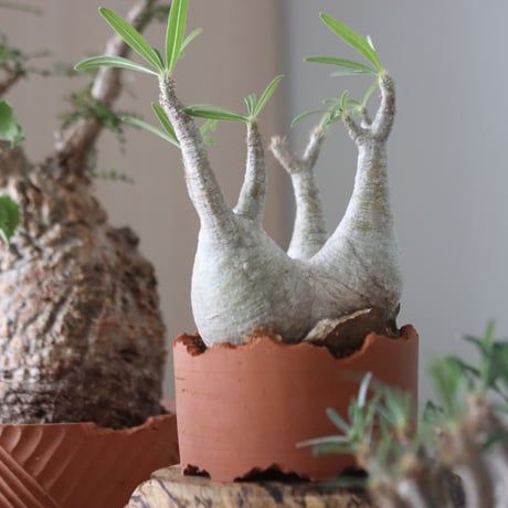 Pachypodium gracilius × N/OH    no.51228