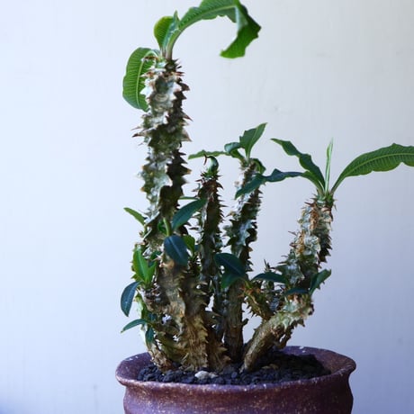 Euphorbia sp.nova Beraketa   no.60213