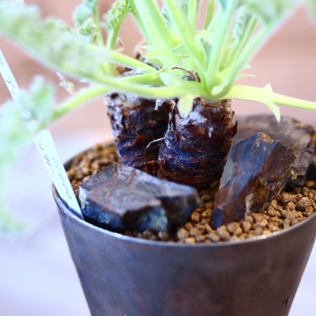 Pelargonium appendiculatum × たけろうポット    no.107108