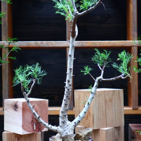 コミフォラ  クラウセリアナ／Commiphora  kraeuseliana   no.62654