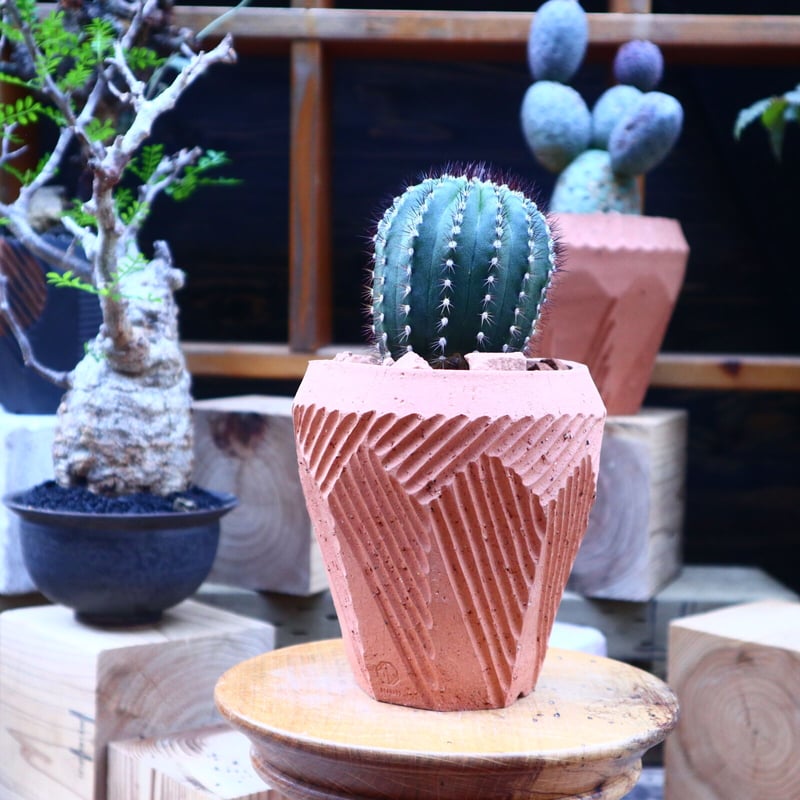 ユーベルマニア プセウドペクチニフェラ／ Uebelmannia pectinifera