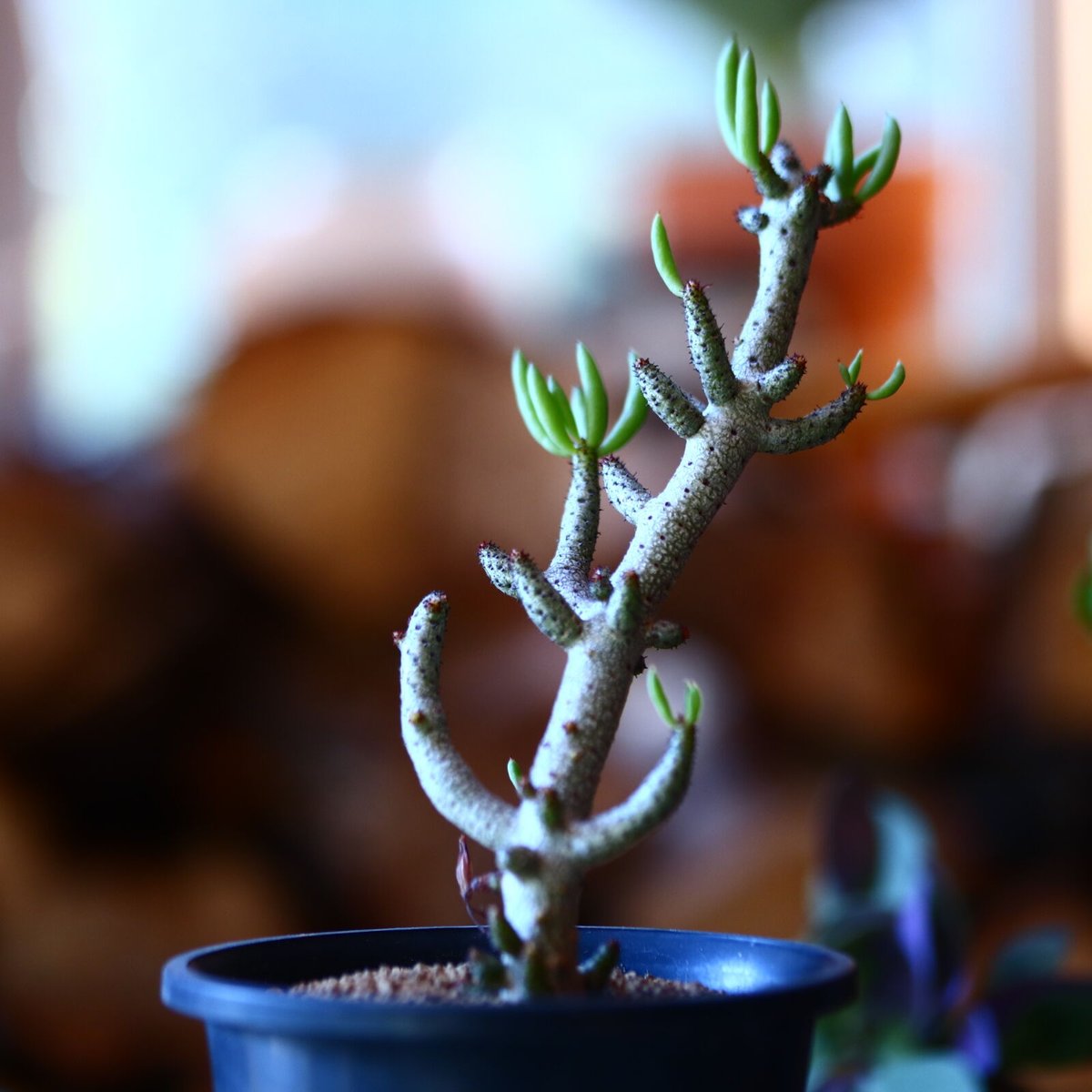Tylecodon pusillus - World of Succulents