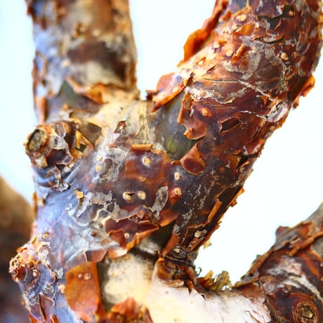 コミフォラ モンストローサ / Commiphora monstrosa   no.51413