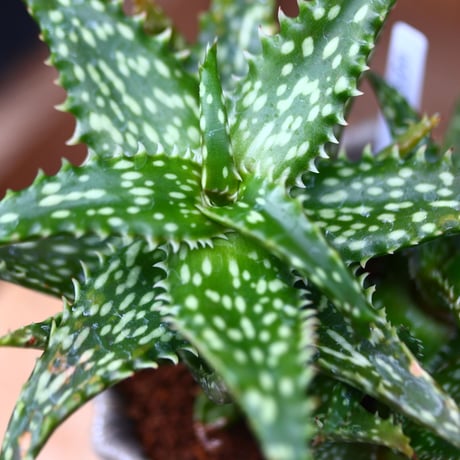 アロエ ジュクンダ／Aloe jucunda   no.40322