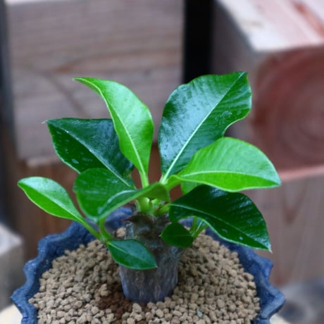 パキポディウム ウィンゾリー実生／Pachypodium baronii var. windsorii       no.73117