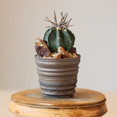 Astrophytum capricorne v. crassispinum / 黒刺水牛大鳳玉 × takero pot (3号)  no.118/20