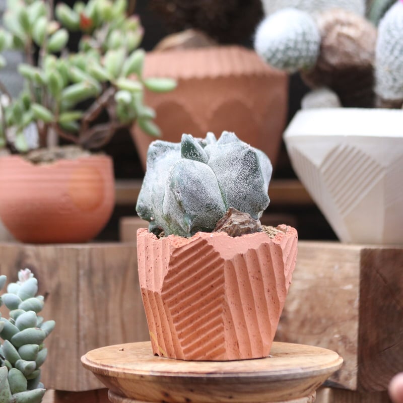 アストロフィツム 亀甲ランポー(宇宙人)台ツキ no.112730 | 芽の巣山