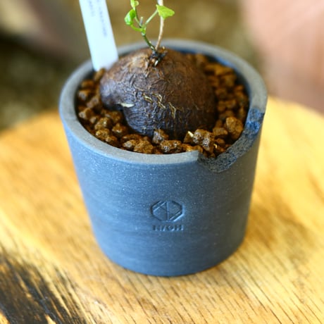 N/OH × Dioscorea elephantipe    no.111914