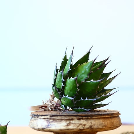 Agave horrida / Style of Chika   no.1015/83