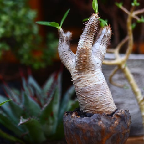 パキポディウム  マカイエンセ／Pachypodium Makayense       no.91205