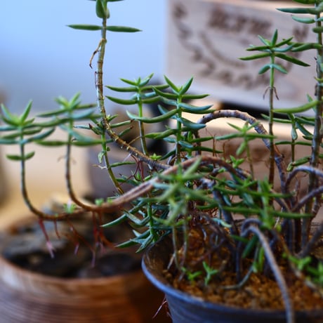 Crassula tetragona × joint pot   no.107112