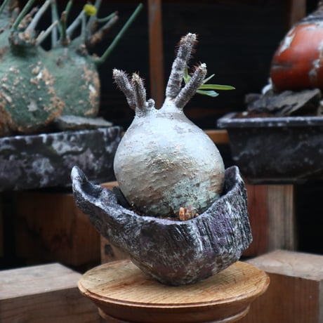 パキポディウム  グラキリス／Pachypodium  gracilius   no.121819-1