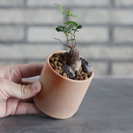 有馬和博 humanity ③ 鉢 植木鉢 パキプス アガベ グラキリス 新品 中川智治 作家鉢 植木鉢 アガベ グラキリス パキプス 塊根