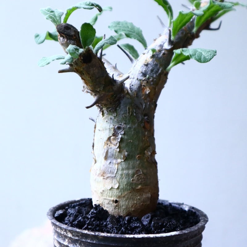 セサモタムナス ブッセアヌス Sesamothamnus busseanus no