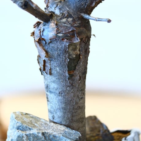 ブルセラ ファガロイデス / Bursera fagaroides   no.51402