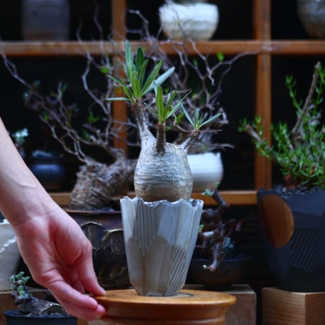 パキポディウム  グラキリス／Pachypodium  gracilius       no.92633
