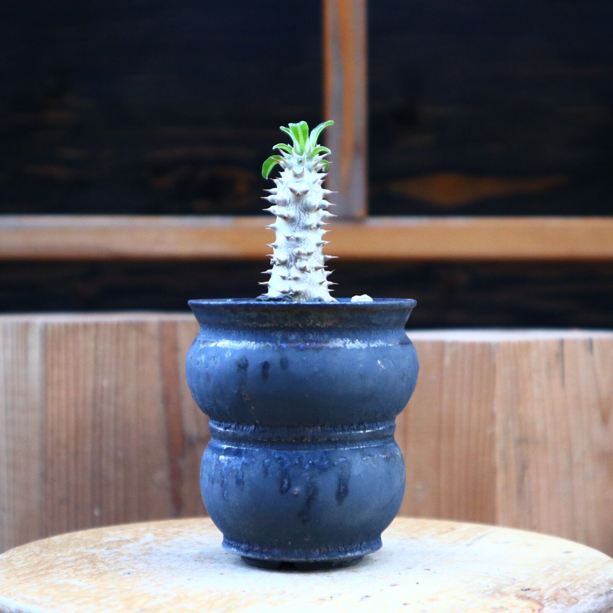 パキポディウム　タッキー　Pachypodium Tackyi Pachypodium Tackyi パキポディウム タッキー | mana's farm:塊