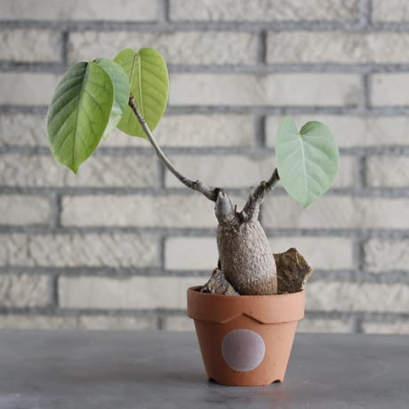 【新品未使用】作家鉢 手作り 植物 観葉 塊根 芽の巣山 カタチ製作所 素里 CATEGORY Caudex | 芽の巣山