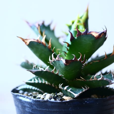 アガベ チタノタ レッドキャットウィールズ  Agave titanota"Red Catweezle”   no110838-4