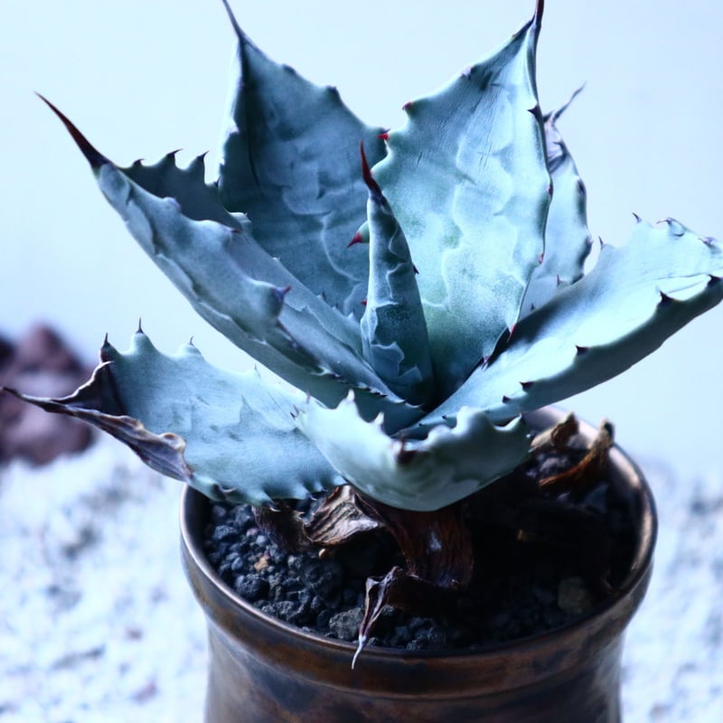 アガベ　コロラータ　白岳殿 Yahoo!オークション - Agave colorata アガベ コロラータ 白岳殿