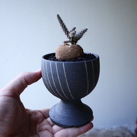 プテロカクタス ツベローサス   黒竜     Pterocactus tuberosus   no.51919