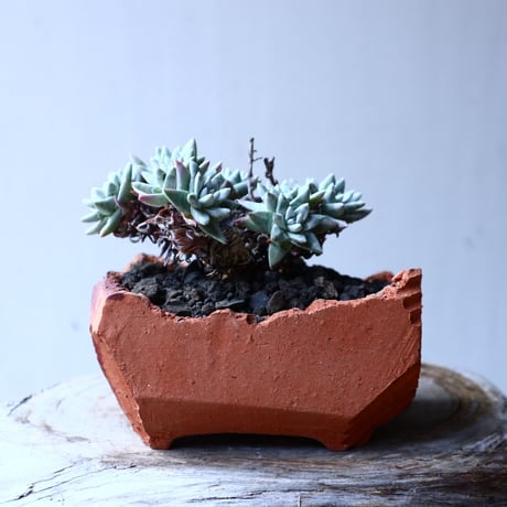 ダドレア グリーニー Dudleya greenei  no.12622