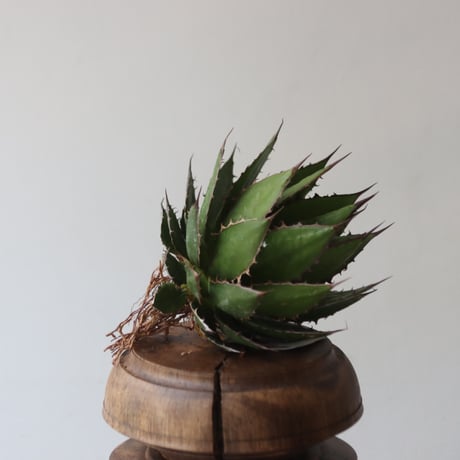 U.S. horrida (Agave horrida) / Style of Chika　no.1227-24