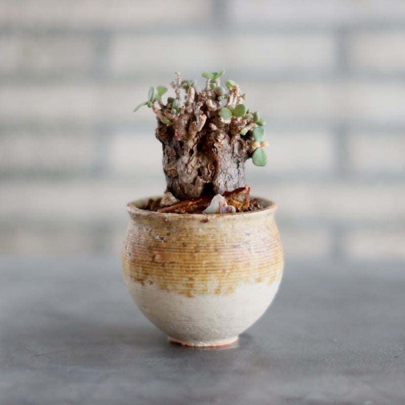 Ceraria pygmaea × 山山 特別共作鉢 (安西岳郎 × 中川智治) (3号