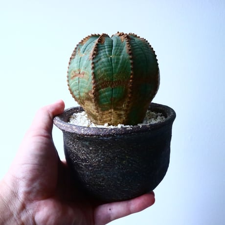 ユーフォルビア  オベサ  Euphorbia obesa  No.029
